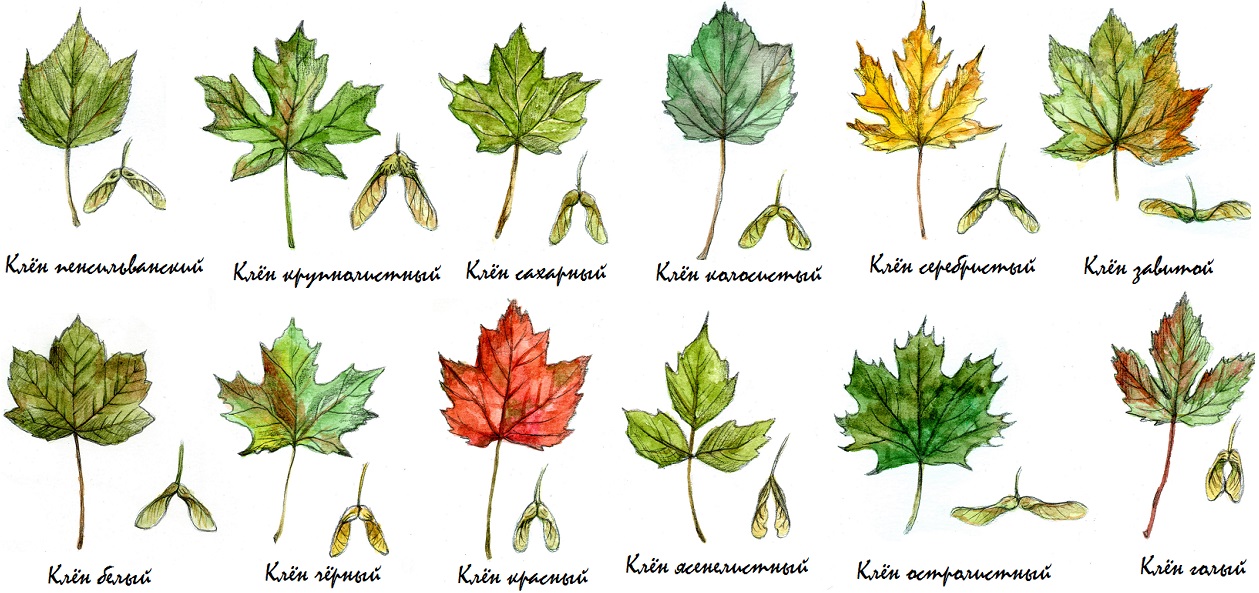 разновидности клена с названиями листьев