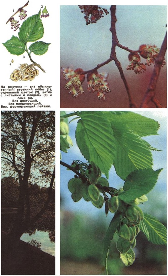 Листья И Плоды Вяза Фото